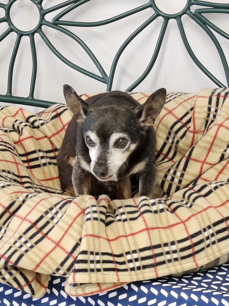 A senior Chihuahua resting on a plaid blanket