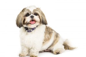 Picture of a Shih tzu sat on a white background